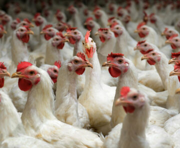 Chicken Men